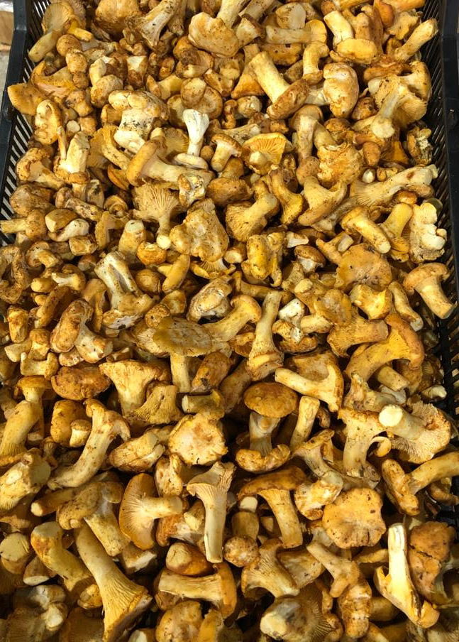 Mikuni Wild Harvest Fresh Mushrooms